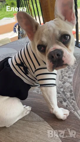 🐶 Френски булдог 