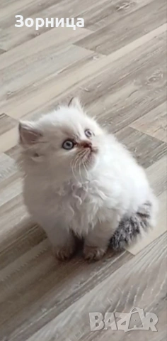 Британска сребърна чинчила , снимка 3 - Чинчили - 54337750