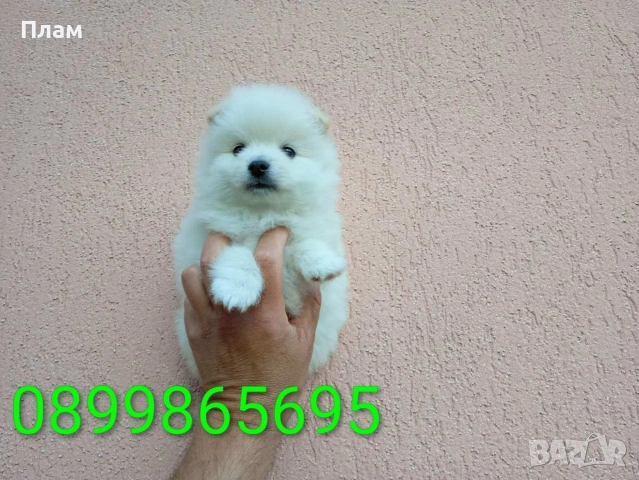 Бели мъжки и женски Померанчета.
Реални снимки от 31.05.26 г.
, снимка 2 - Померан - 54573310