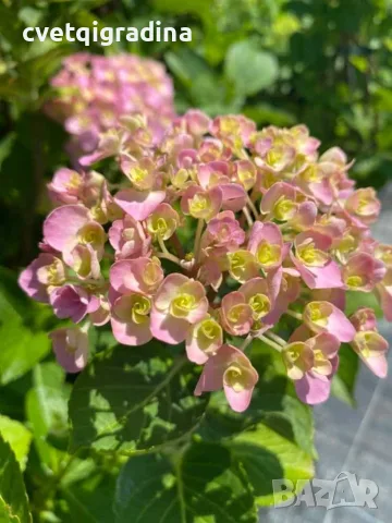 Hydrangea macrophylla ‘Love’ (Хортензия ‘Love’), снимка 3 - Градински цветя и растения - 55639528