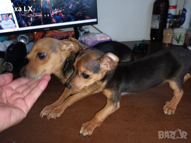 Мъжки мини пинчер, снимка 8 - Пинчер - 53644493