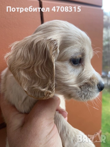 Кокер шпаньол игриво момче ваксина, снимка 2 - Кокер шпаньол - 54226067