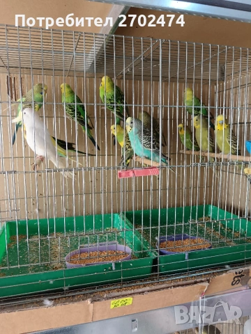 вълнисти папагали , снимка 5 - Папагали - 53657899