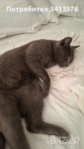 Подарява женска котка, снимка 2 - Руска синя котка - 55695919