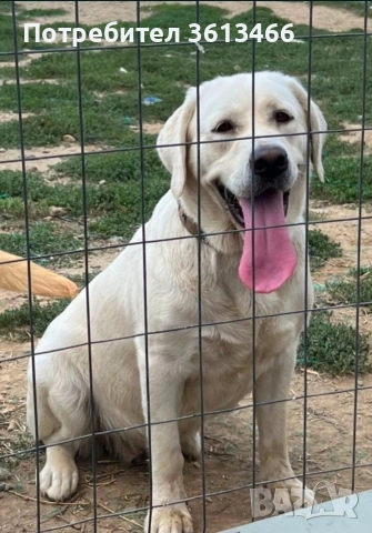 Лабрадор ретривър чистокръвни бели, снимка 5 - Лабрадор ретривър - 54096290