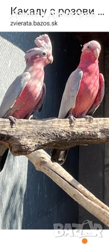 птици на добри цени 🦜, снимка 3 - За птици - 54742395