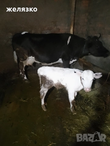 крава с теле, снимка 2 - Крави - 53986004