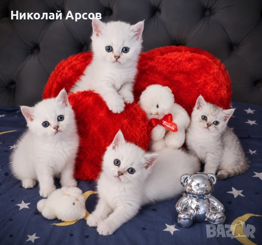 Британски котенца , снимка 3 - Чинчили - 55047957