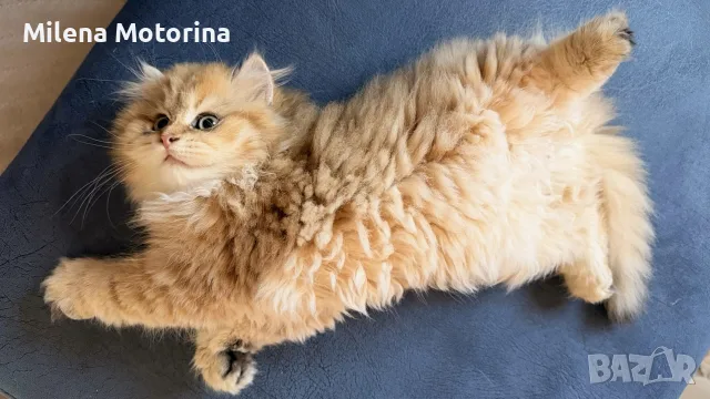 златна британска Чинчила, снимка 3 - Чинчили - 55388328