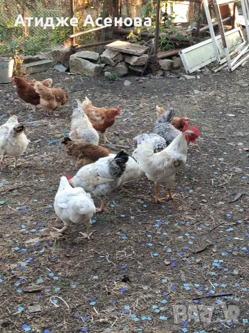 продавам кокошки 