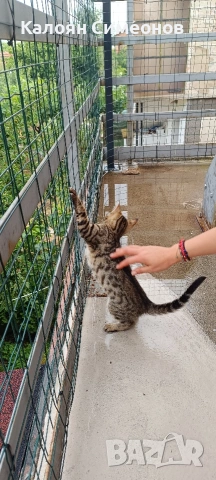 Бенгалски котета, снимка 2 - Бенгалски - 54357737