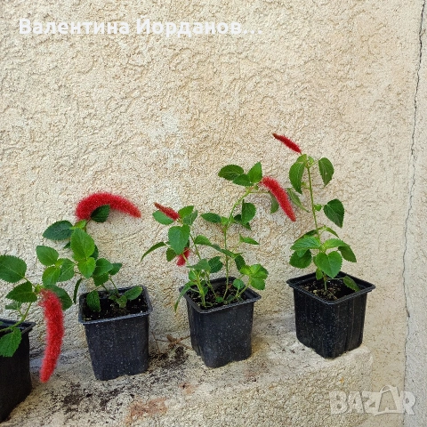 цвете акалифа котешка опашка , снимка 2 - Стайни растения - 54429689
