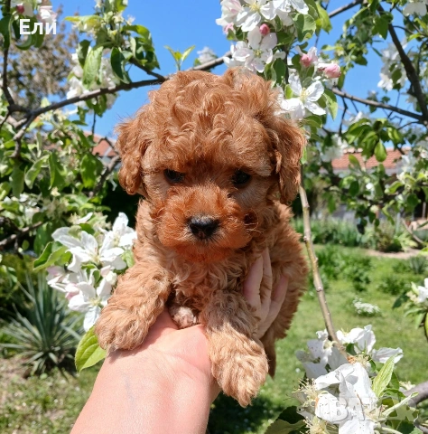 Той пудел- момченце 