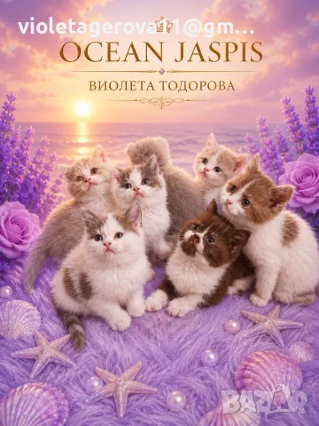 Британски котки , снимка 2 - Британска късокосместа - 55405306