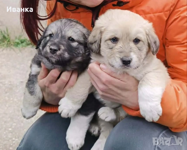  Две момичета 