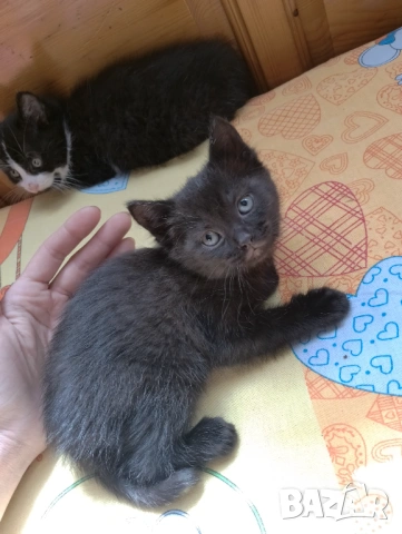 Черно женско коте на 50 дни - Перник , снимка 4 - Други - 54807083