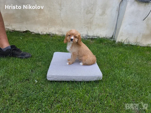 Продавам кавапу 