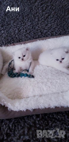 Шепичка Любов.Котенца Мечта., снимка 3 - Британска късокосместа - 54254983