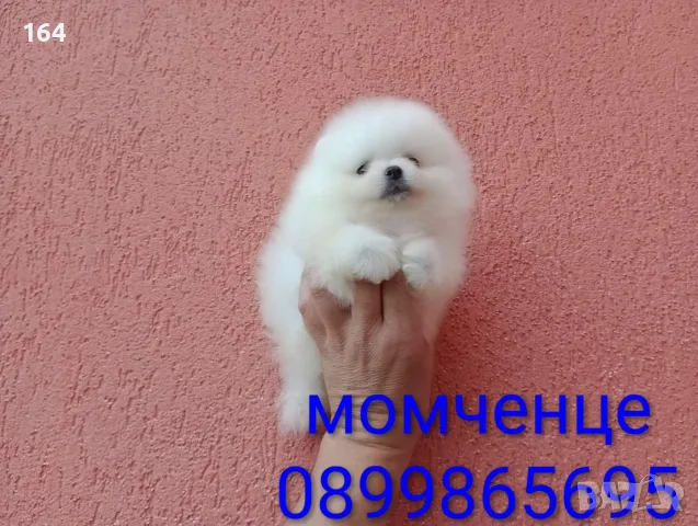 Мъжки Померан. Реални снимки!!!, снимка 4 - Померан - 55408189