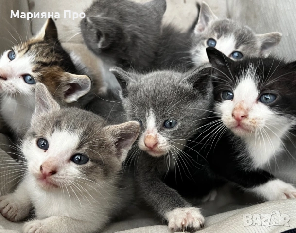 Подарявам малки котенца на  1 месец, снимка 5 - Други - 54511467
