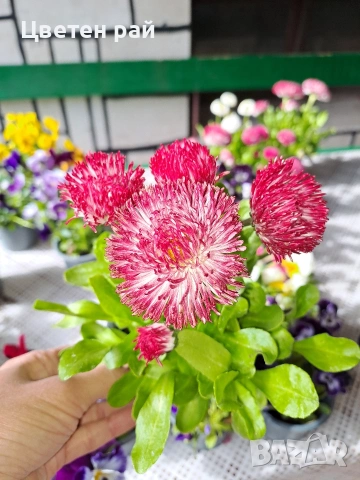 Парички 2€брой саксия , снимка 10 - Градински цветя и растения - 54222972