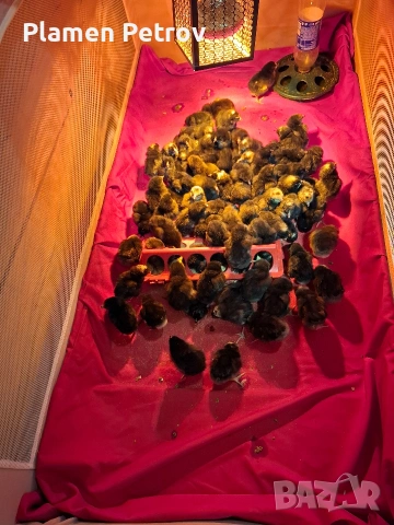 Пиленца Супер Харко, снимка 10 - Кокошки и пуйки - 53989267