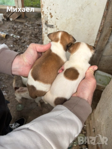 Джак ръсел, снимка 2 - Джак ръсел териер - 54210643