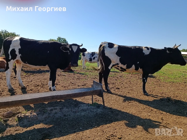 Продават се, снимка 8 - Крави - 54710130