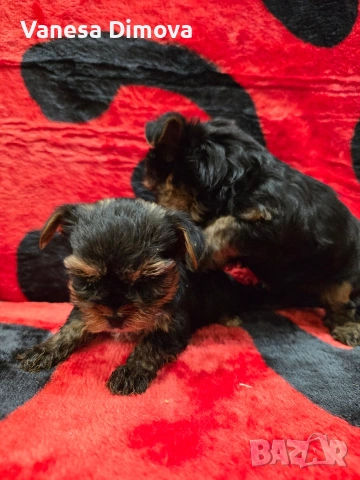 мини йоркширски териер, снимка 5 - Йоркширски териер - 53978974