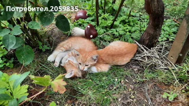 Подарявам малки котета, снимка 3 - Други - 55603148