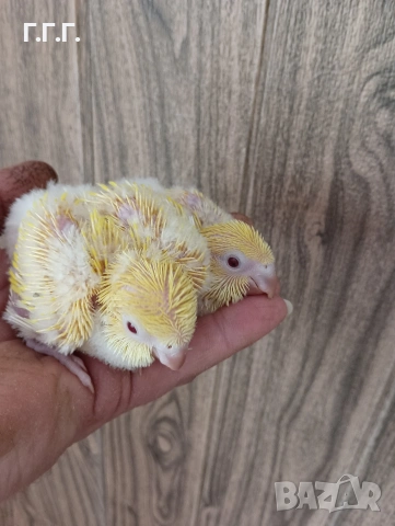 Социални бебета папагали монах , снимка 3 - Папагали - 54262881