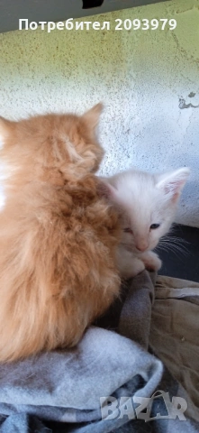 Котета на 3 месеца, снимка 3 - Други - 54895604
