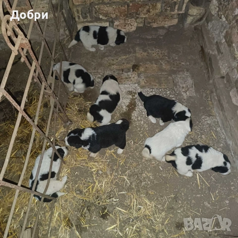 Малки Каракачанки, снимка 3 - Каракачанска овчарка - 54978359