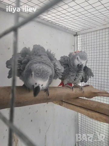 Двойка кралско жако 