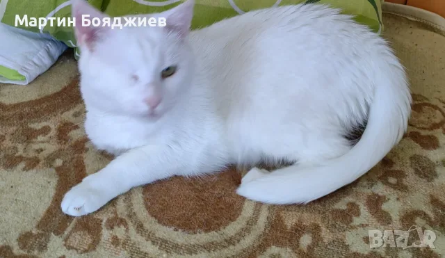 Гальовна бяла котка търси своя люблеовилен стопанин, снимка 2 - Други - 55513630