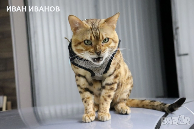Комплект за котки и кучета с жилетка-стил нагръдник размер М, снимка 5 - За котки - 55167885