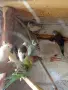 Папагали канарчета пътпъдъци, снимка 2