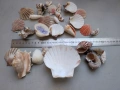 Лот раковина рапан мида декорация аквариум, снимка 3
