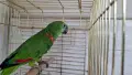 Папагал Синьочела амазона/ женска, снимка 2
