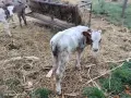 1 мъжко и 1 женско червеношарени сукалчета симентал телета, снимка 2