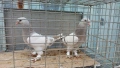 Продавам гълъби Мардини-Турски , снимка 2