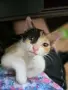 Подарявам бебета котета, снимка 1