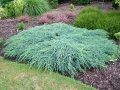 Хвойна Син Килим, Juniperus Blue Carpet, студоустойчива, снимка 2