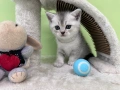 🐾 Шотландски клепоухи (Scottish Fold) и британски (British Shorthair) котенца, снимка 5