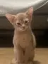 Абисинско котенце , снимка 4