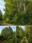 Широколистна гора 14,800 дка в землището на с. Злати Войвода, общ. Сливен, снимка 1