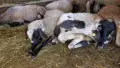 Овце и агнета за доене или продажба на месо!, снимка 6