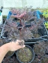 Бъз Sambucus migration “Eva”, снимка 5