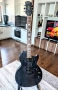 Epiphone Les Paul Special GT, 2009, Indonesia, снимка 2