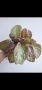 Еписция, episcia Jim's rose garden, снимка 1